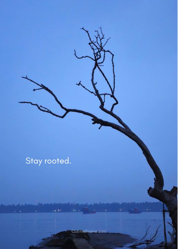 Stay rooted.