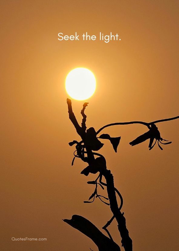 Seek the light
