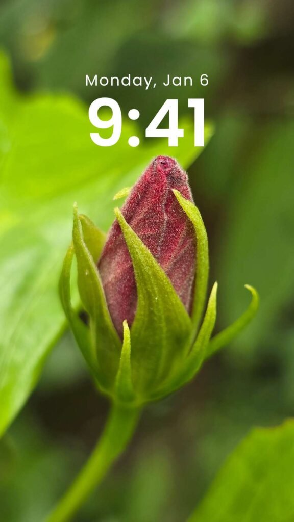 Blushing Bud - Original Floral Phone Wallpaper