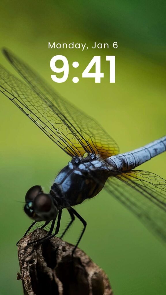 Dragonfly Grace - Original Macro Nature Phone Wallpaper