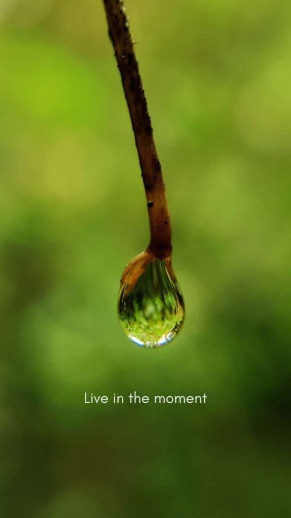 Live in the Moment - Nature Quote Phone Wallpaper