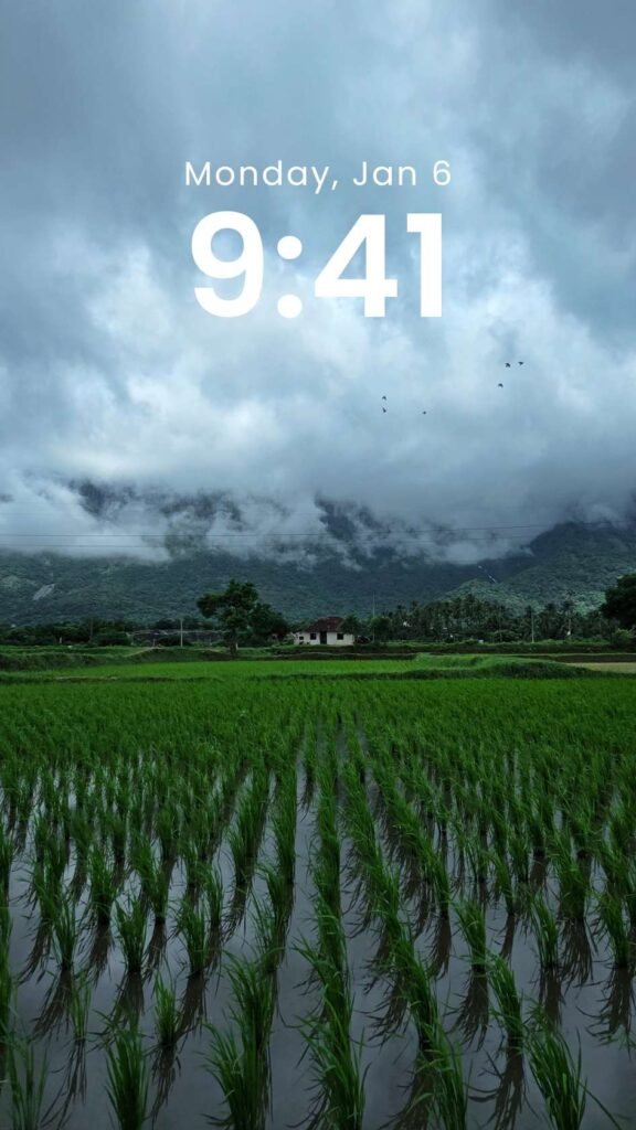 Monsoon Meadows - Original Paddy Field Phone Wallpaper