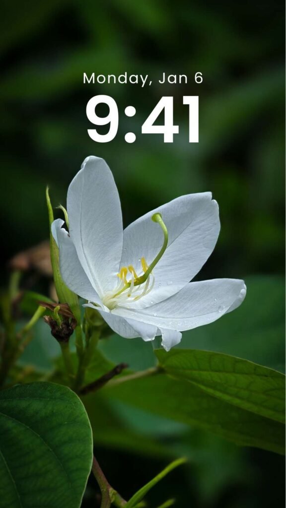 Pure Bloom - White Flower Phone Wallpaper