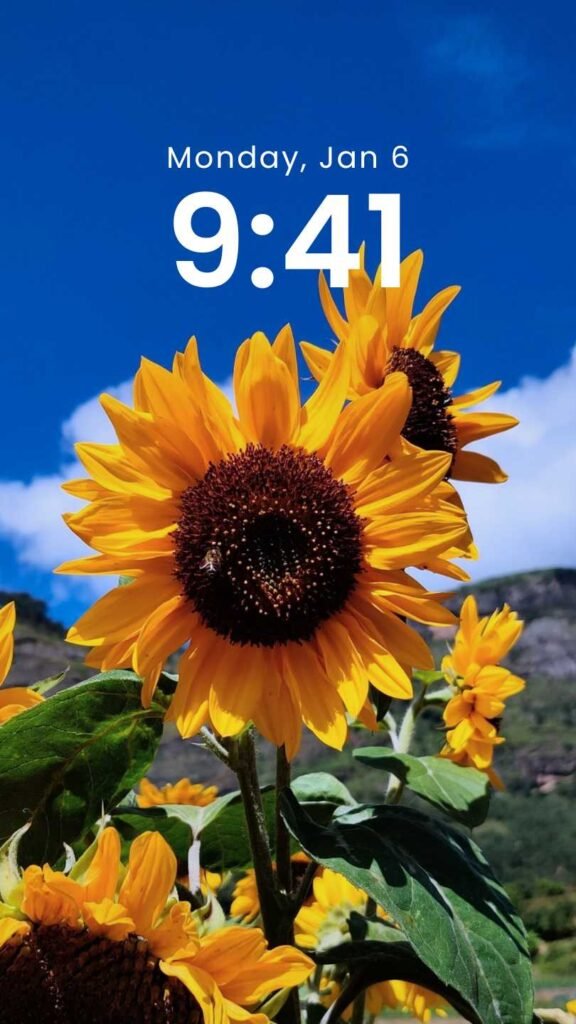 Sunshine Blossom - Original Sunflower Phone Wallpaper