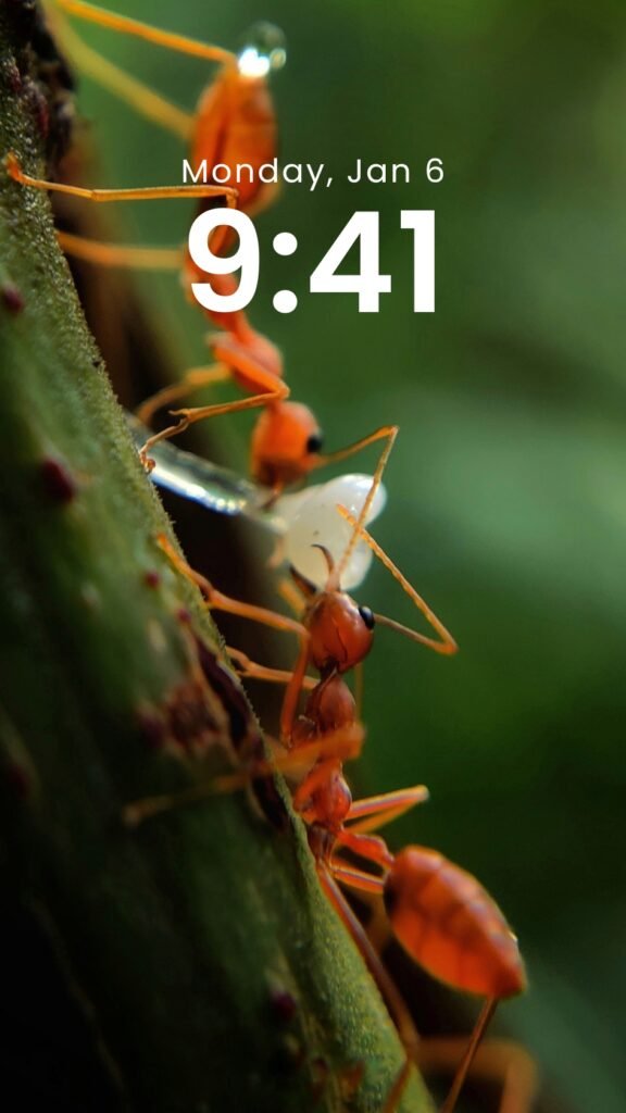 Tiny Titans - Original Macro Ant Phone Wallpaper